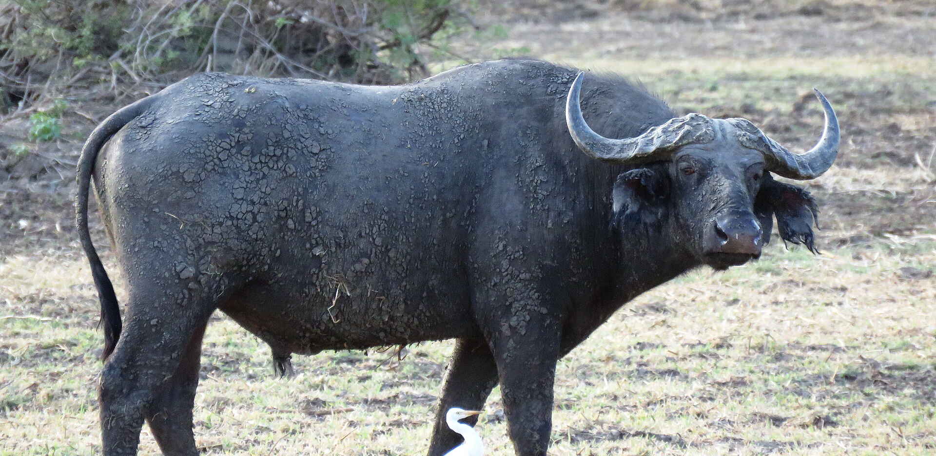 Zakouma National Park: Büffel