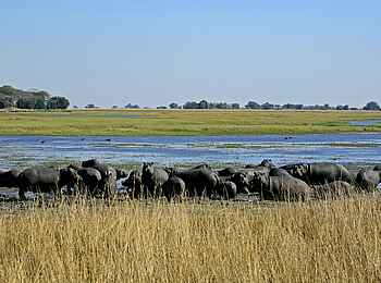 Busanga Bush Camp: Nilpferde drängen sich im Wasser Busanga Bush Camp: Nilpferde drängen sich im Wasser