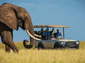 Changa Safari Camp: Begegnung mit einem Elefanten Changa Safari Camp: Begegnung mit einem Elefanten