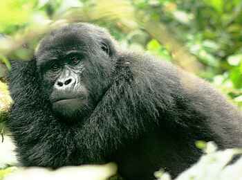 Clouds Mountain Gorilla Lodge: Gorillabegegnung auf den Nkuringo Trail