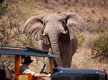 Cottar's 1920s Safari Camp: Elefantenbegegnung