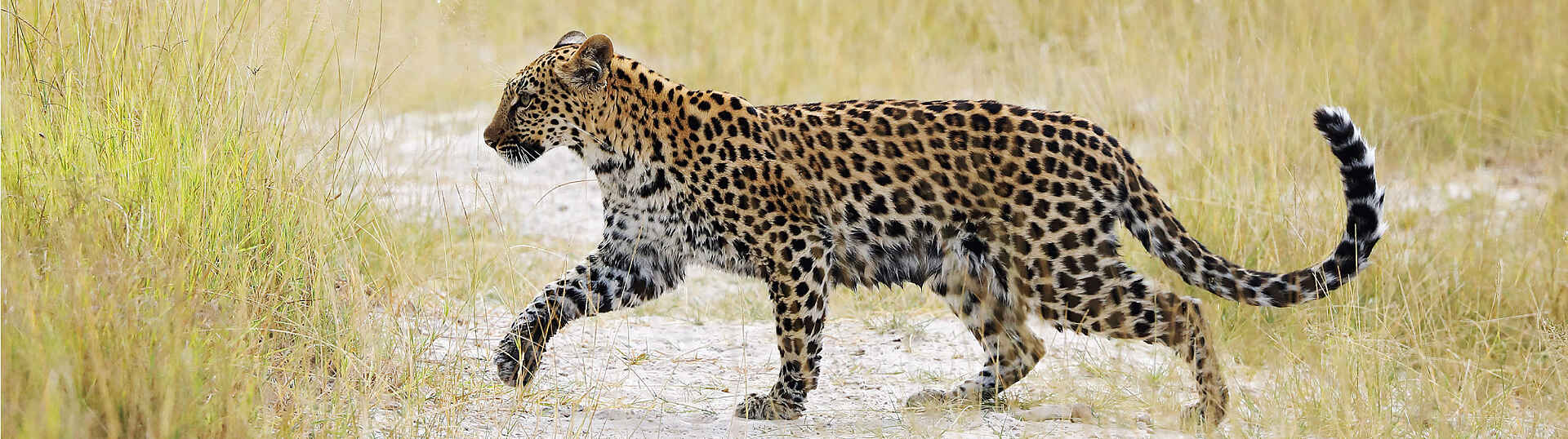 Ein Leopard auf Streifzug