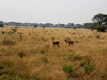 Enjojo Lodge: Impalas
