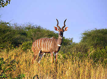 Forest Chem Chem: Ein junger Kudu Bulle Forest Chem Chem: Ein junger Kudu Bulle