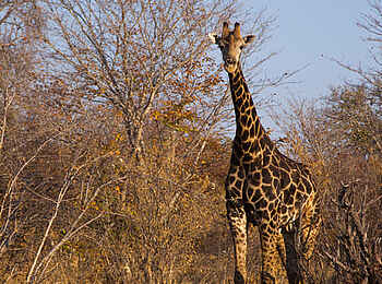 Ghoha Hills Savuti Lodge: Wildtiere aus nächster Nähe