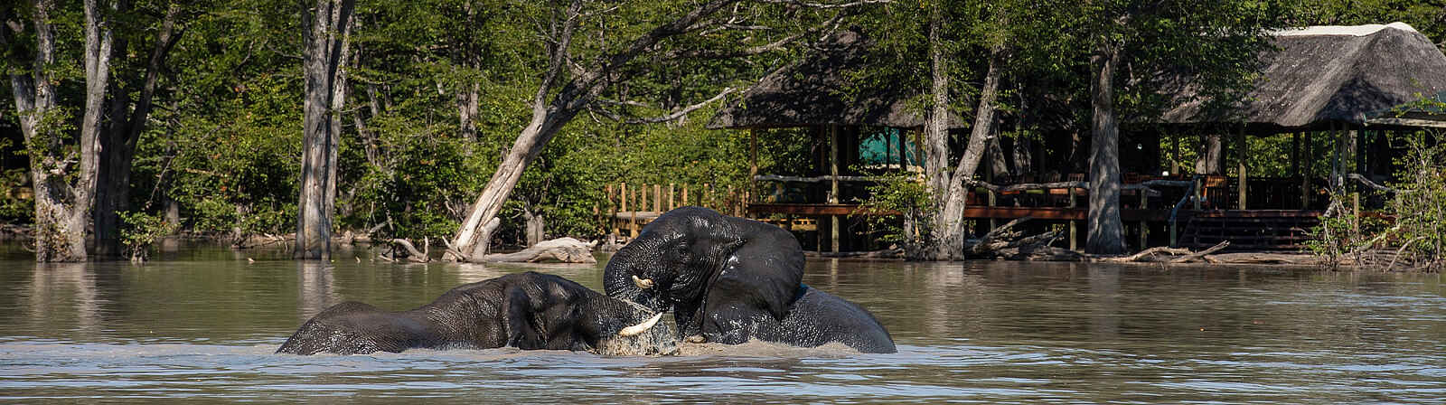 Elephant Pan Camp: Elefanten vor dem Camp Elephant Pan Camp: Elefanten vor dem Camp