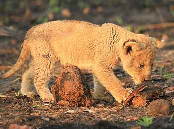 KaingU Safari Lodge: Spielendes Löwenbaby
