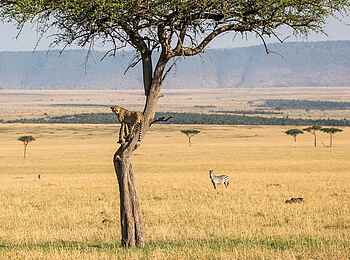 Legendary Songa Migrational Camp: Leopard