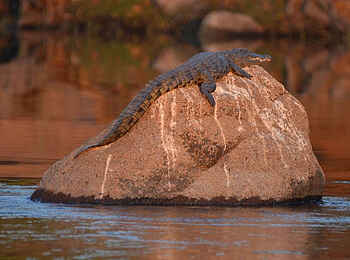 Leopard Lodge: Krokodil auf einem Felsen im Fluss