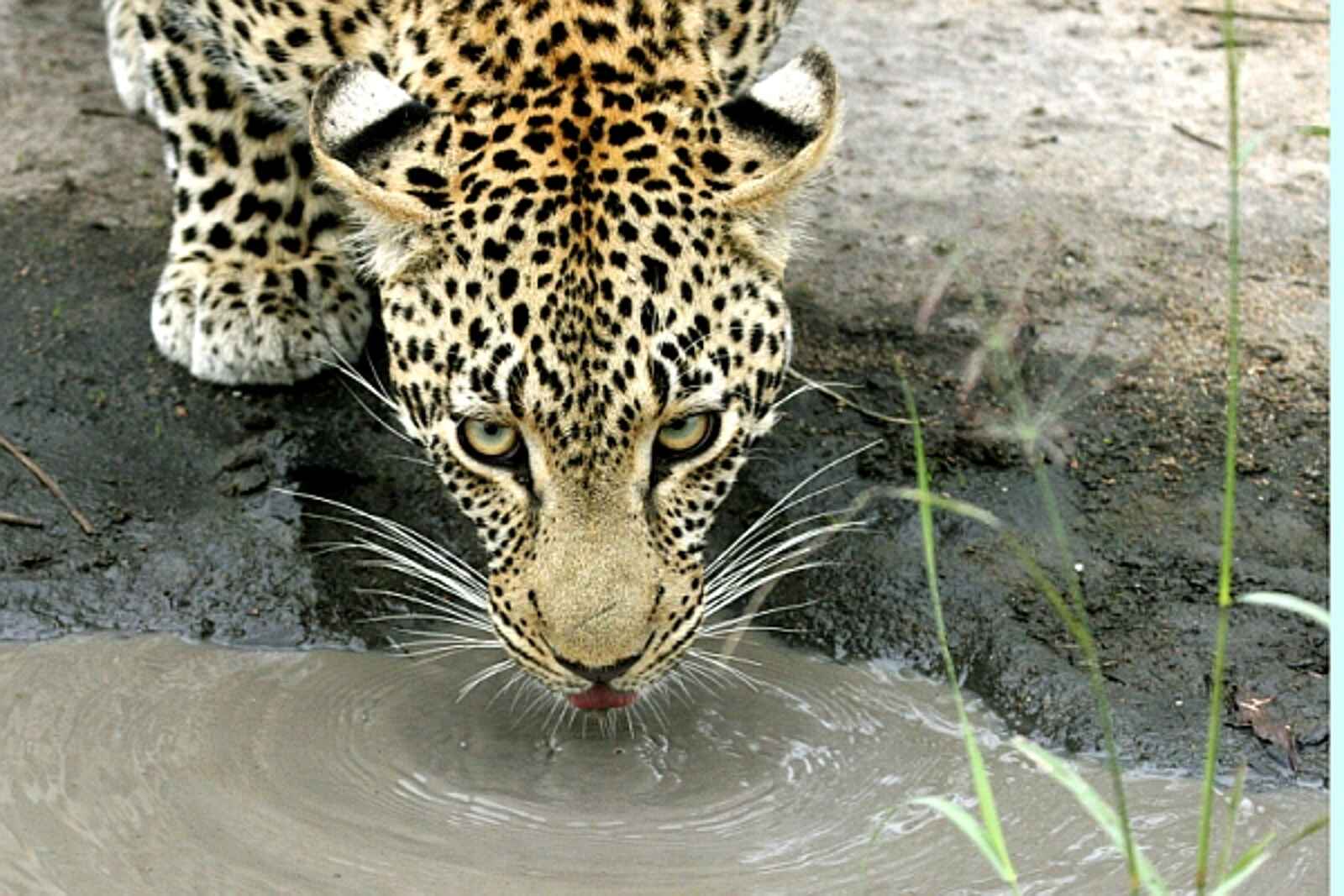 Leopard Lodge: Trinkender Leopard Leopard Lodge: Trinkender Leopard