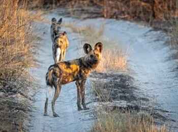 Luiana Plains Expedition Camp: Afrikanische Wildhunde