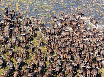 Macatoo Camp: Büffel