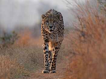 Madwaleni River Lodge: Gepard