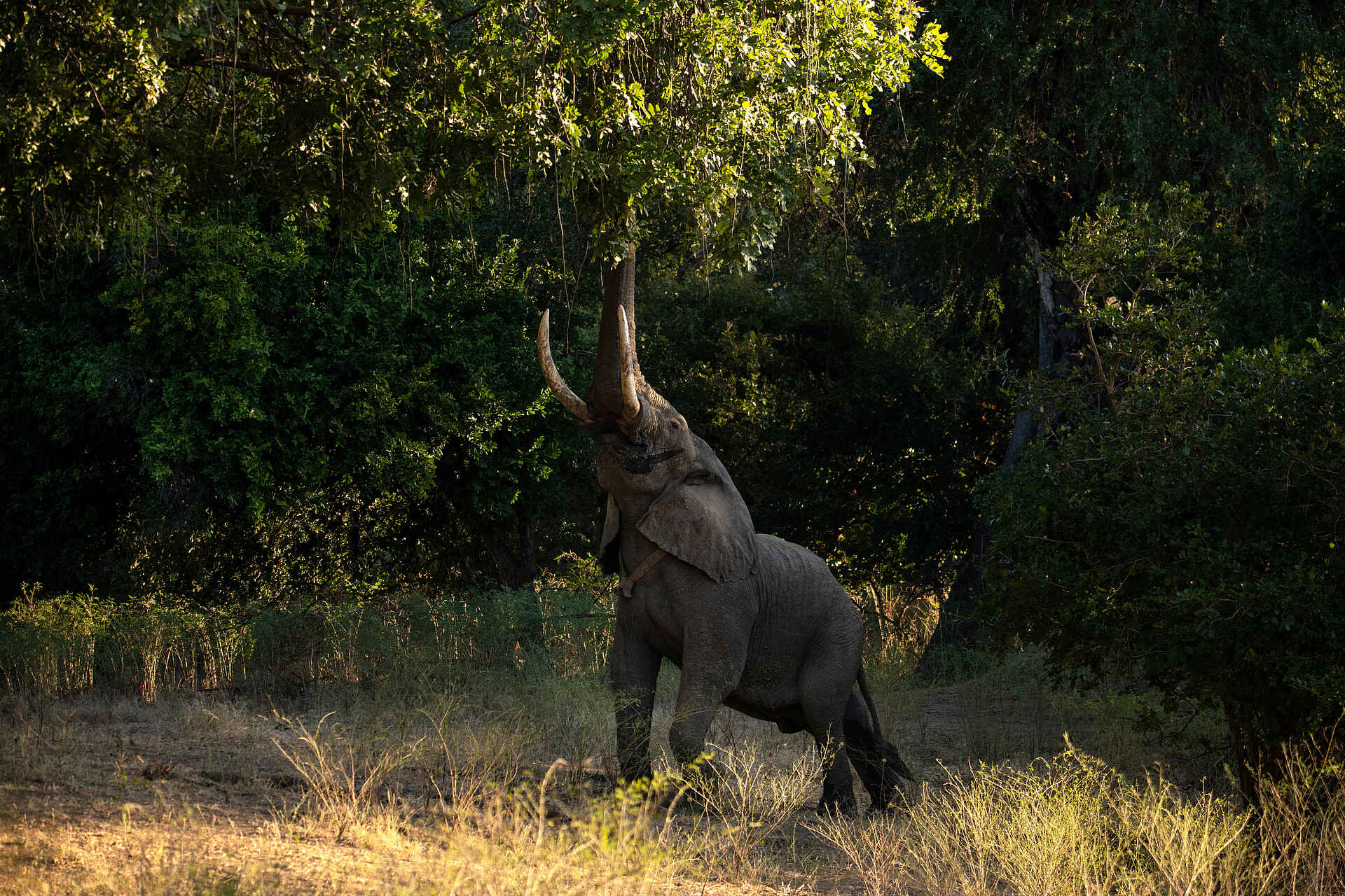 Mara River Camp: Elefant