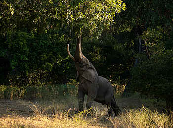 Mara River Camp: Elefant Mara River Camp: Elefant
