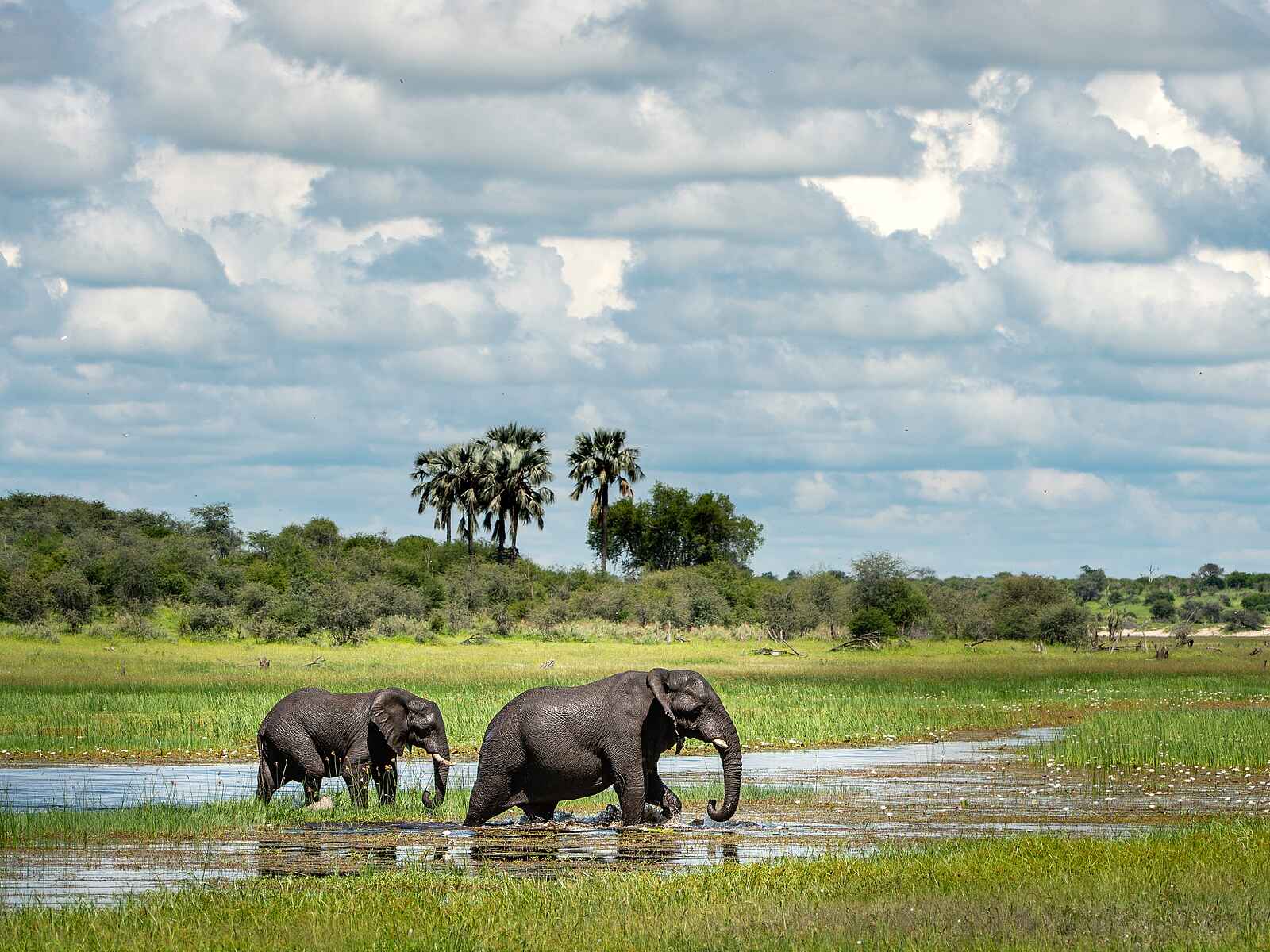 Meno A Kwena: Elefanten durchqueren das Wasser Meno A Kwena: Elefanten durchqueren das Wasser