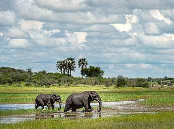 Meno A Kwena: Elefanten durchqueren das Wasser Meno A Kwena: Elefanten durchqueren das Wasser