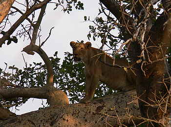 Mukambi Fig Tree Bush Camp: Ein Löwe auf einem Baum