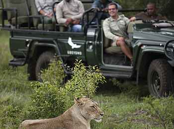 Phinda Mountain Lodge: Liegende Löwin Phinda Mountain Lodge: Liegende Löwin