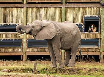 Puku Ridge Camp: Elefant vor dem Hide Puku Ridge Camp: Elefant vor dem Hide