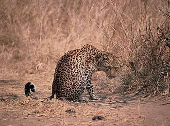 Robin Pope Safaris: Leopard