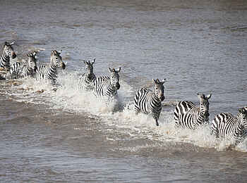 Serian Serengeti North: Zebras Serian Serengeti North: Zebras