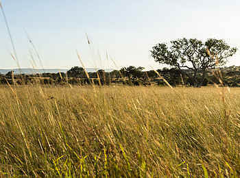Singita Mara River Tented Camp: Großartige Landschaft Singita Mara River Tented Camp: Großartige Landschaft
