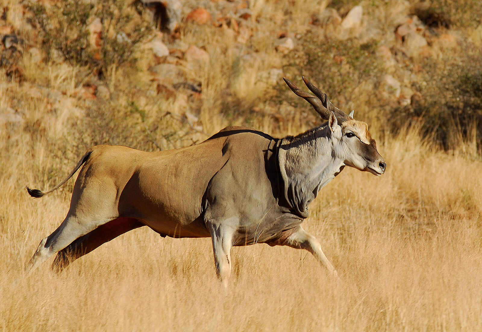 The Motse Tswalu: Elenantilope The Motse Tswalu: Elenantilope