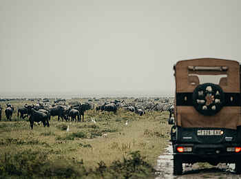 Wayo Serengeti Green Camp: Pirschfahrt mit Gnus und Zebras