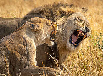 Wilderness Mokete Camp: Löwen