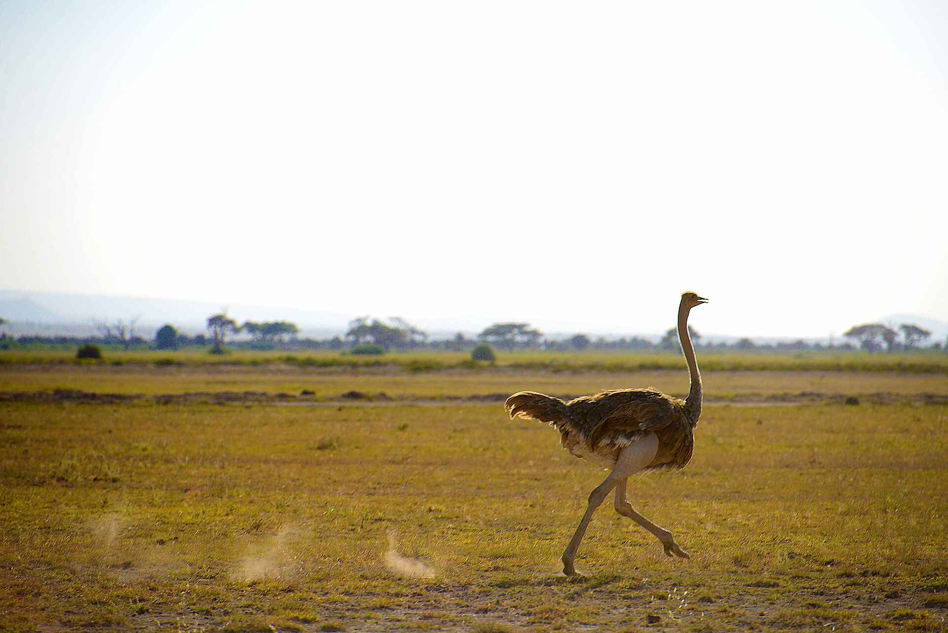 Amboseli Serena Safari Lodge: Ein Strauß vor kargem Bewuchs