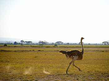 Amboseli Serena Safari Lodge: Ein Strauß vor kargem Bewuchs Amboseli Serena Safari Lodge: Ein Strauß vor kargem Bewuchs