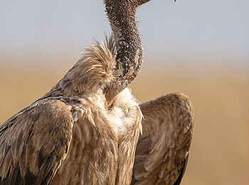 Entim Masai Mara: Weißrückengeier