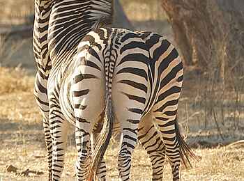 Ingwe Pan Camp: Zebras Ingwe Pan Camp: Zebras