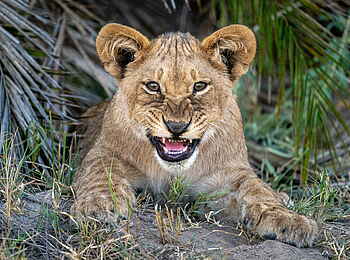 Jao Camp: Löwenjunges Jao Camp: Löwenjunges