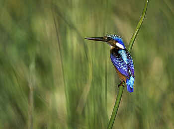 Kuthengo Camp: Half-collared Kingfisher Kuthengo Camp: Half-collared Kingfisher