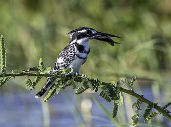 Kuthengo Camp: Pied Kingfisher mit Beute Kuthengo Camp: Pied Kingfisher mit Beute
