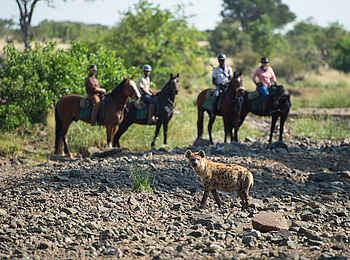 Mashatu Game Reserve: Gruppe von Reitern mit Hyäne