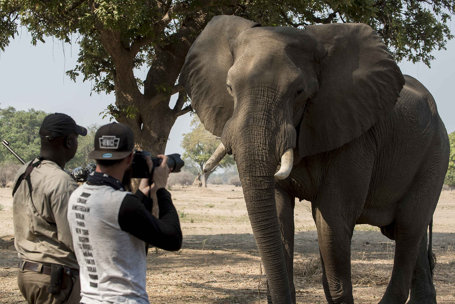 Afrikarma, Afrikarma Safaris, Afrikarma Safaris - Wildnis. Hautnah., Afrikarma.de, Nyamatusi Camp, Bäume, Elefant, Gast, Gewehre, Graslandschaft, Kamera, Ranger