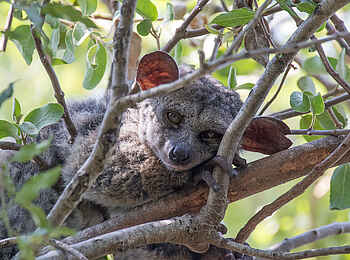 Sabi Sabi Selati Camp: Bushbaby im Baum Sabi Sabi Selati Camp: Bushbaby im Baum