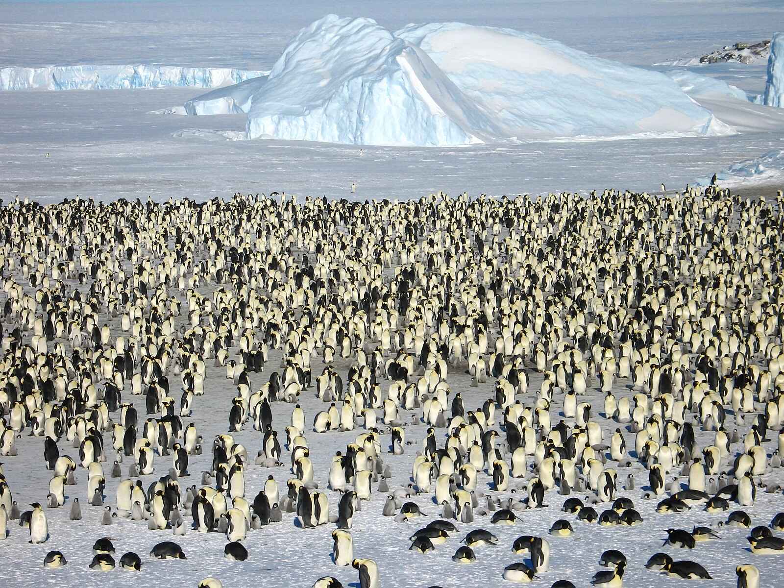 White Desert: Kaiserpinguine