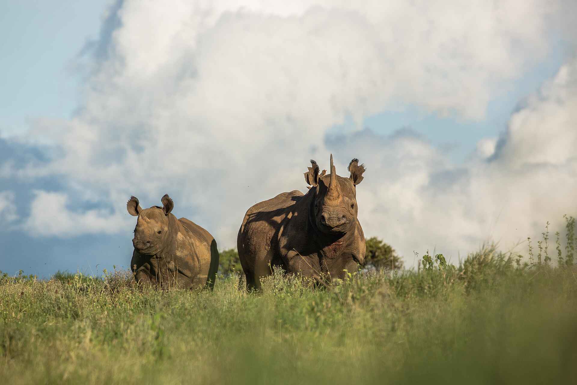 Borana Lodge: Zwei Spitzmaulnashörner