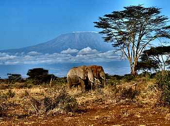 Campi ya Kanzi Lodge: Elefanten vorm Kilimandscharo Campi ya Kanzi Lodge: Elefanten vorm Kilimandscharo