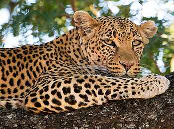 Chaka Camp: Ein Leopard