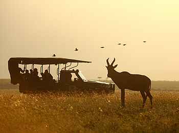 Elephant Pepper Camp: Pirschfahrt Elephant Pepper Camp: Pirschfahrt