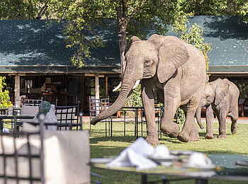 Governor´s Camp: Besuch im Camp