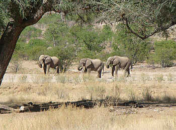 Hobatere Lodge: Elefanten Hobatere Lodge: Elefanten