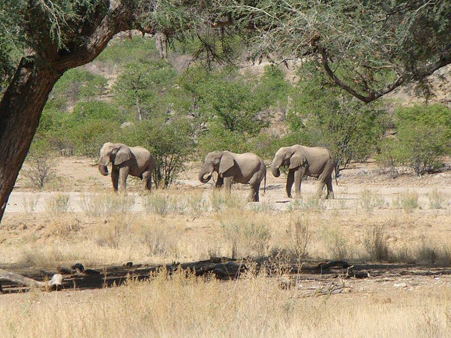 Hobatere Lodge: Elefanten Hobatere Lodge: Elefanten