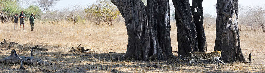 Kaingo Walking Safari: Fliehender Leopard Kaingo Walking Safari: Fliehender Leopard
