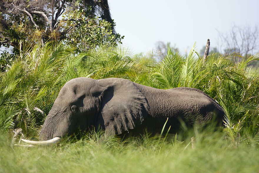 Kala Camp: Elefant im Delta Kala Camp: Elefant im Delta